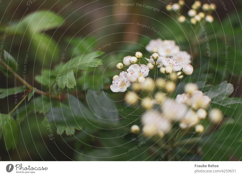 Buschweißdorn mit Blüten und Knospen Weiße Blüten Weißdornblüte Eingriffliger Unschärfe Frühling natürlich blühend erblühend zart klein Hagedorn