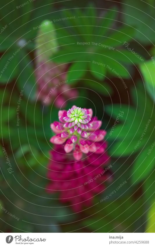 Blütezeit Pink rosa grün Garten Blume Pflanze Natur Blühend schön natürlich Frühling Sommer Blütenblatt Farbfoto ästhetisch pink Tag