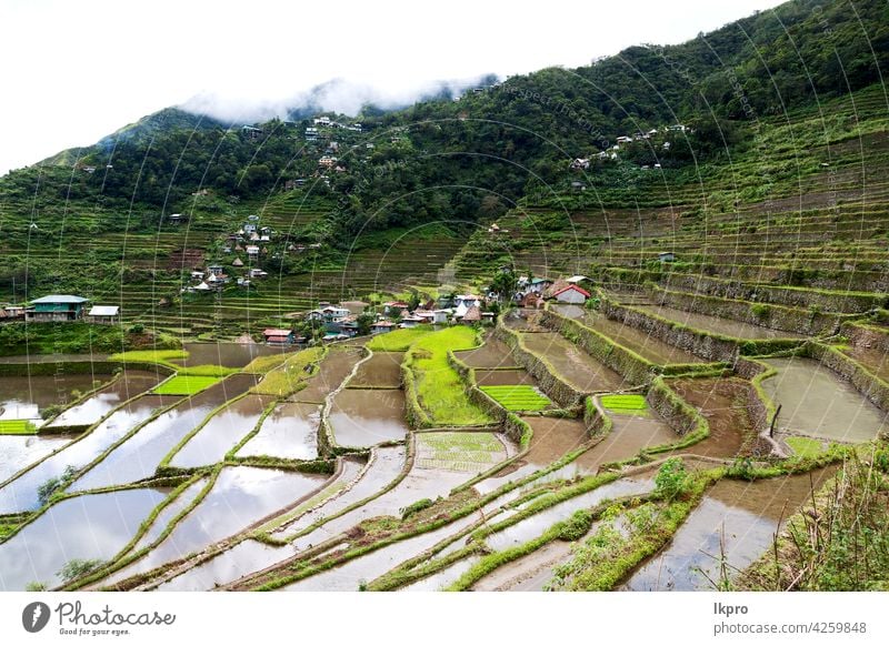 Terrassenfeld für den Reisanbau Banane Philippinen Berge u. Gebirge Natur ifugao Asien Feld Landschaft reisen Ackerbau Tal schwarz Bauernhof Vietnam