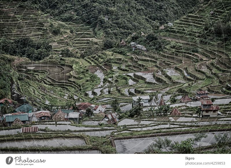 Terrassenfeld für den Reisanbau Banane Philippinen Berge u. Gebirge Natur ifugao Asien Feld Landschaft reisen Ackerbau Tal schwarz Bauernhof Vietnam