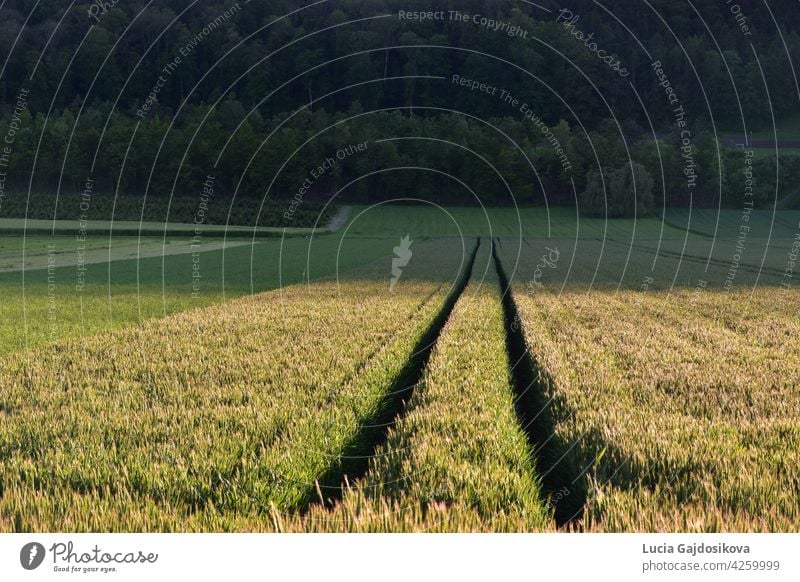 Landwirtschaftliches Feld mit Spuren von einem zweispurigen Fahrzeug, die sich in der Perspektive treffen. Im Hintergrund befindet sich Mischwald.