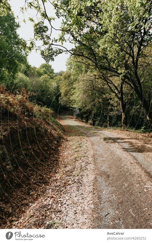 Schöner Weg in der Mitte des Waldes während eines herbstlichen Tages mit Kopierraum Phantasie Farben Nebel Land geheimnisvoll Frieden Landschaft Sonnenstrahlen