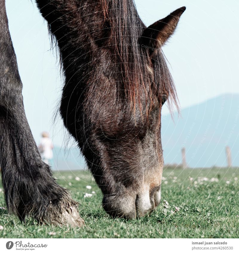 schöne schwarze Pferd Porträt Tier wild Kopf Auge Ohren Behaarung Natur niedlich Schönheit elegant wildes Leben Tierwelt ländlich Wiese Bauernhof Weidenutzung