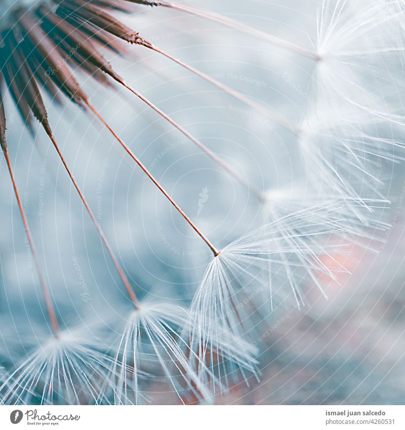 Romantischer Löwenzahnblüten-Samen im Frühling Blume Pflanze weiß blau geblümt Flora Garten Natur natürlich schön dekorativ Dekoration & Verzierung abstrakt