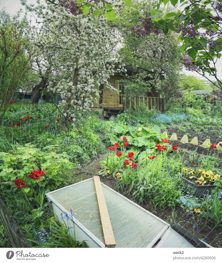 Parzelle Schrebergarten Gartenkolonie Kleingarten Gartenlaube Bäume Hecke Baumblüte Weg Wolken Himmel Blumen Beete Kleingartensiedlung Frühling Idylle