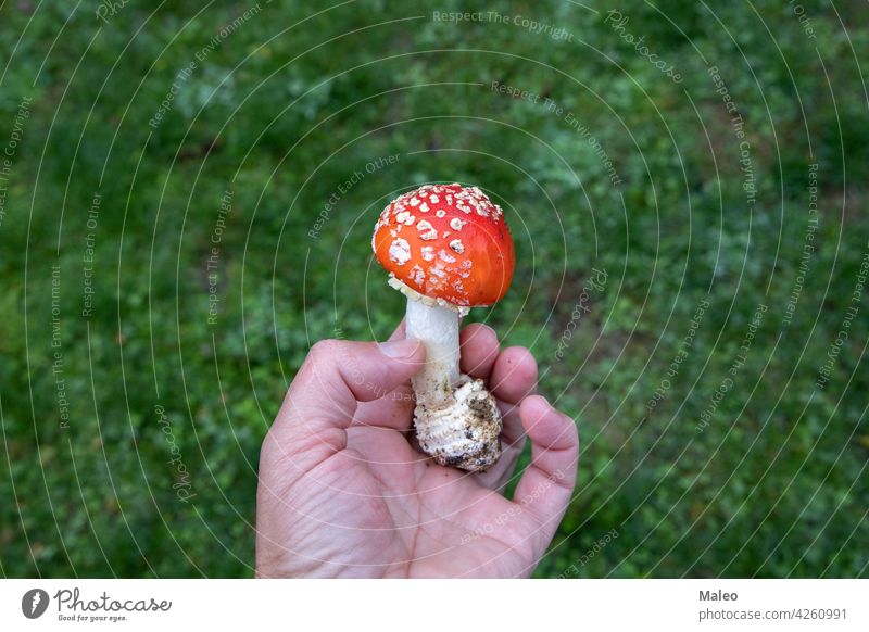 Amanita-Pilz in den Händen eines Pilzsammlers Lebensmittel Wald Natur amanita Herbst frisch natürlich Kommissionierer wild organisch Fliegenpilz Saison Holz