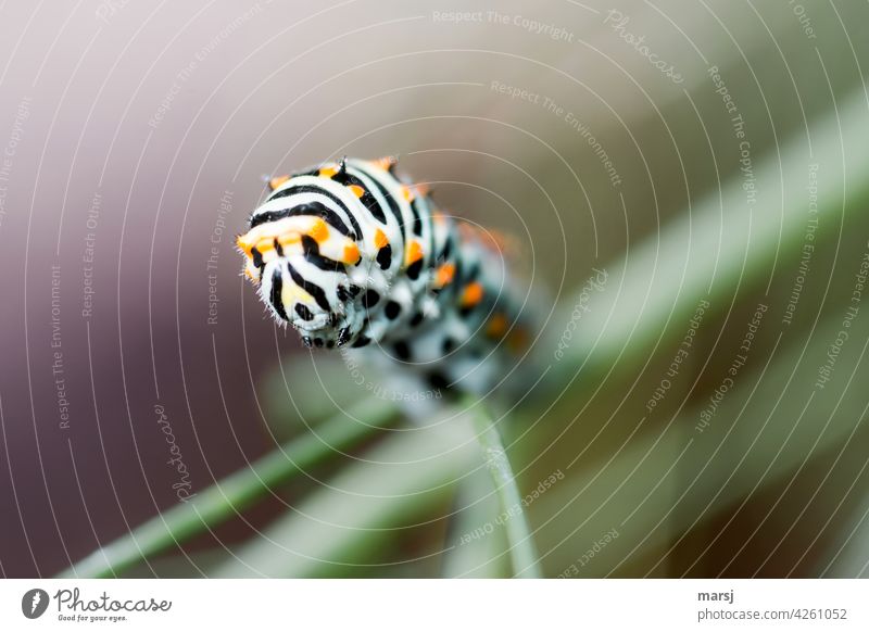 Rüebliraupe auf dem Vormarsch. Papilio machaon Raupe Schwalbenschwanz 1 Wildtier Tier Fressen außergewöhnlich authentisch gestreift klein Entwicklung Muster