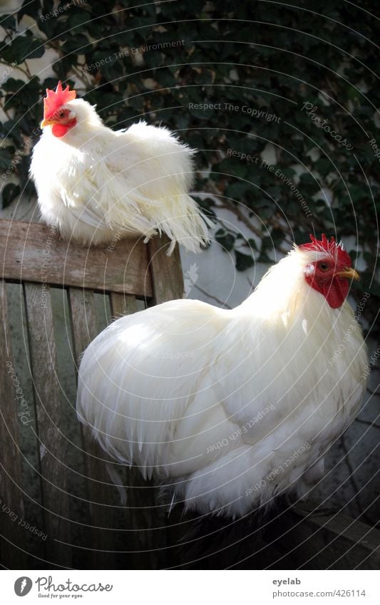 ...UND SONNTAGS AUCH MAL 2 Natur Pflanze Tier Efeu Garten Park Haustier Nutztier Vogel Flügel Zoo Streichelzoo Haushuhn Tierpaar weiß Erholung ruhig