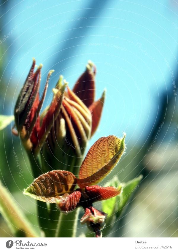 Entfaltung Frühling Blatt rot Blütenknospen Makroaufnahme