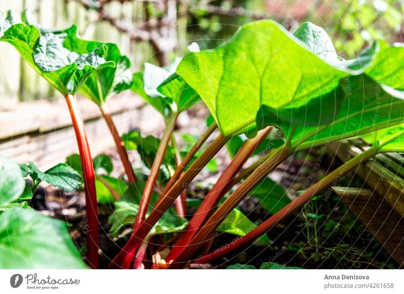 Rhabarber wächst im Frühjahr im Garten wachsend Pflanze Garten Rhabarber Gemüse Blätter grün Lebensmittel rot Frühling essbare Stängel Blatt Natur frisch