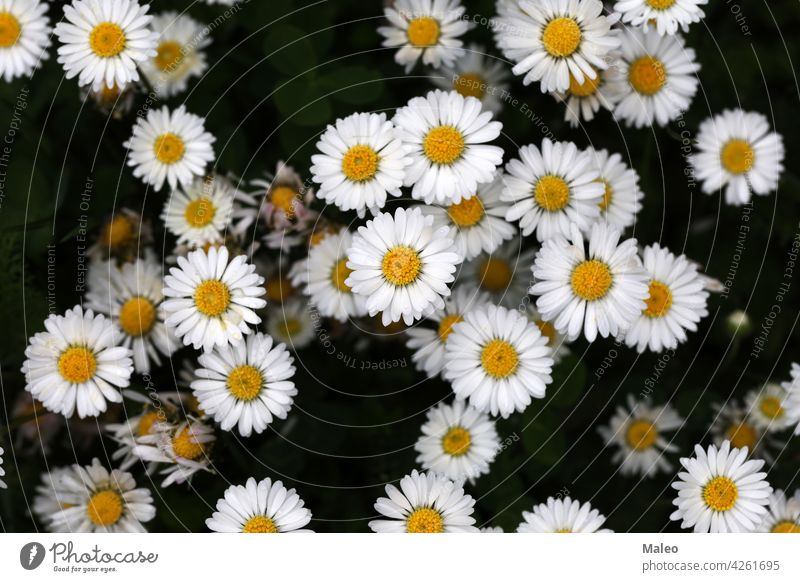 Schöne weiße Gänseblümchen aus einer Höhe geschossen Schönheit Camping Tag Eukaryota erkunden Feld Blume Wald Garten grün Freude lernen Leben Liebe