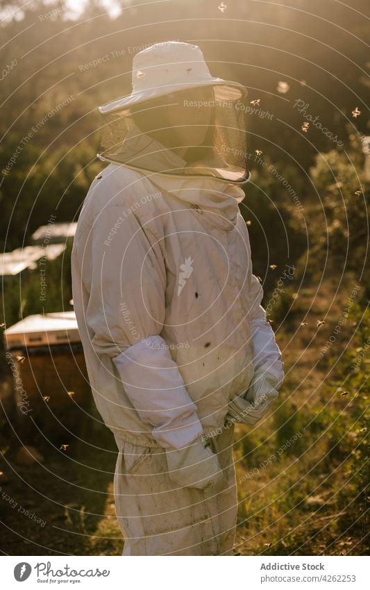 Imkerin bei der Arbeit im Bienenstock an einem sonnigen Tag Frau Bienenkorb Feld Uniform behüten Mundschutz Tracht Erwachsener Arbeiter Sicherheit grün Natur