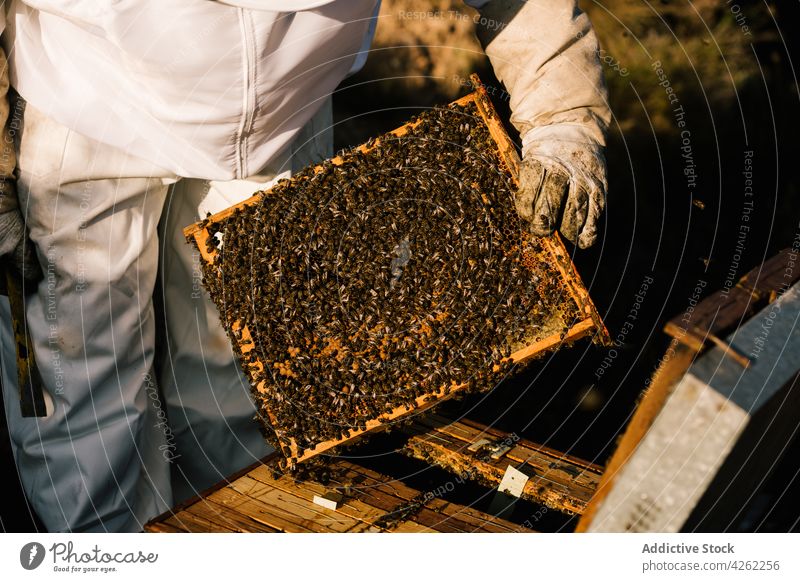 Unbekannter Imker hält einen Rahmen mit Waben und Bienen Liebling Bauernhof Bienenkorb Ackerbau Weide Gerät Job professionell organisch Öko Handschuh im Freien