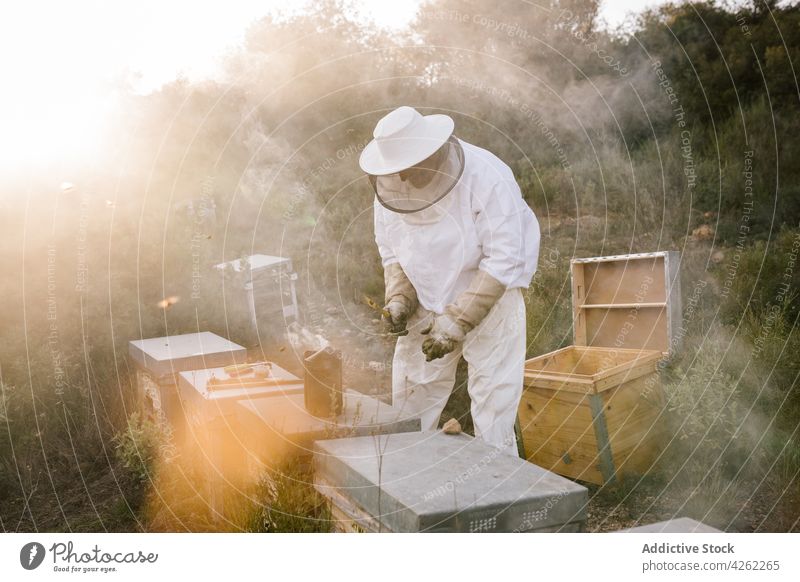 Berufsimker mit Bienensmoker Raucherin Imker Anzug Bienenkorb Dunst Sommer Landschaft Bienenzucht ländlich Insekt rustikal Saison Tracht Wabe Bienenstock Arbeit