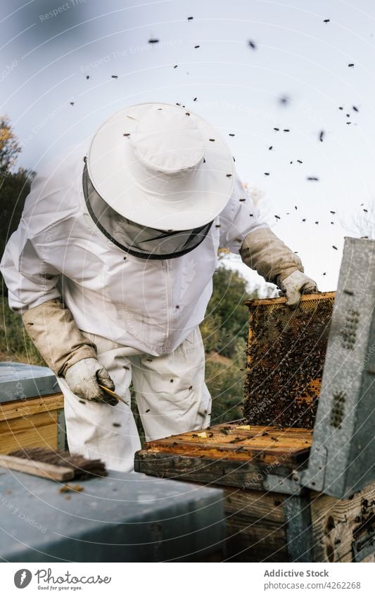 Imker, der im Bienenstock arbeitet. Mann Bienenkorb Wabe männlich Bienenzucht Arbeit Tracht Insekt behüten Anzug professionell Natur Bauernhof natürlich