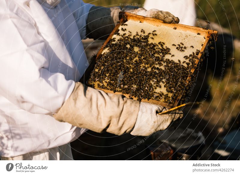 Unbekannter Imker hält einen Rahmen mit Waben und Bienen Liebling Bauernhof Bienenkorb Ackerbau Weide Gerät Job professionell organisch Öko Handschuh im Freien