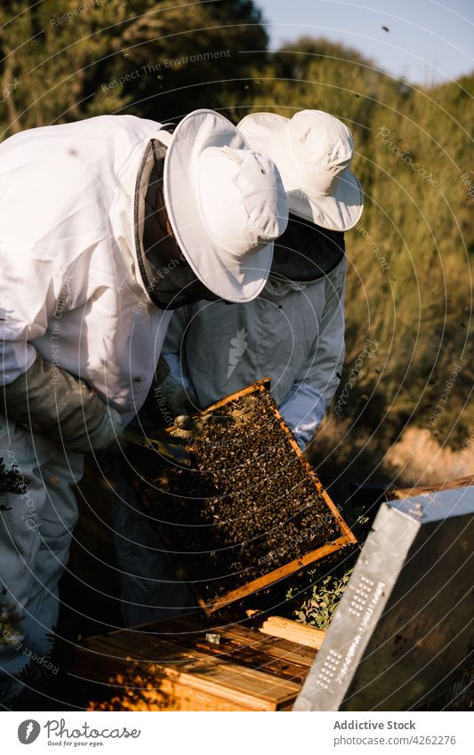 Imker arbeiten gemeinsam im Bienenstock Bienenkorb Wabe Bienenzucht Arbeit Zusammensein Tracht Insekt behüten Anzug professionell Natur Bauernhof natürlich