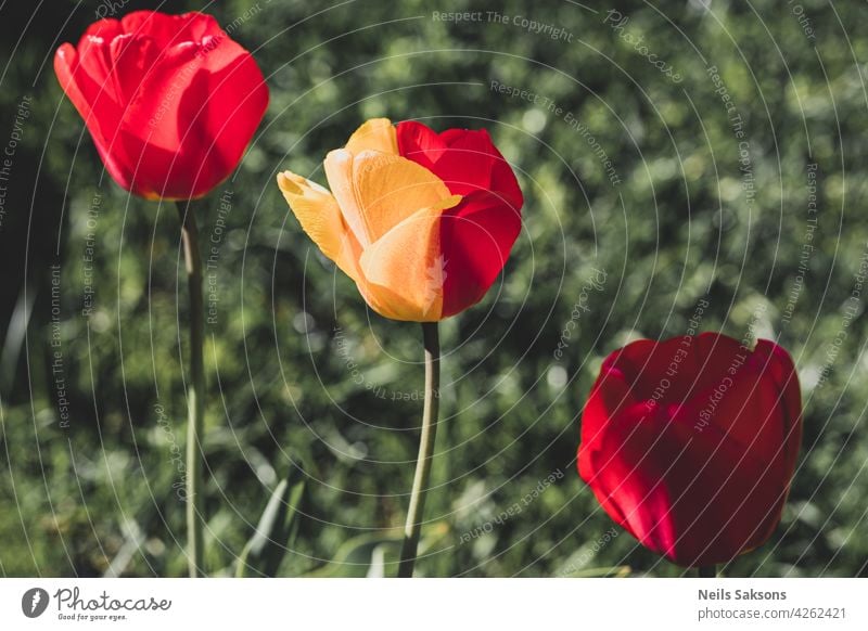 Schöne zweifarbige Tulpe im Garten. Rosa rot gelb grün farbigen Tulpen im Garten. Grüner Hintergrund mit Flora Blume in der Natur. Bunte Tulpen Blumen blühen im Frühjahr Garten.