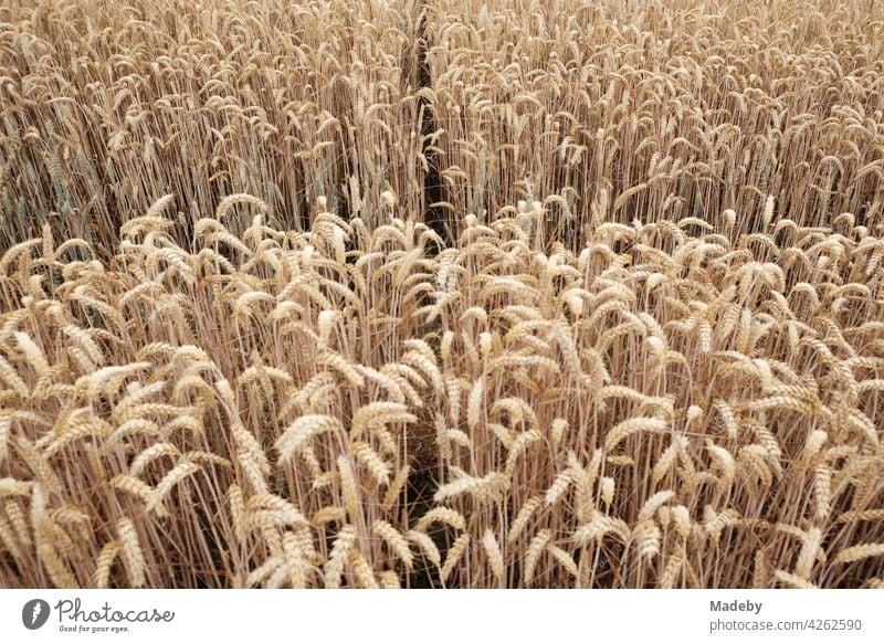 Aufgeteiltes Getreidefeld in Naturfarben im Sommer in Oerlinghausen bei Bielefeld am Teutoburger Wald in Ostwestfalen-Lippe Weizen Weizenfeld Ackerbau