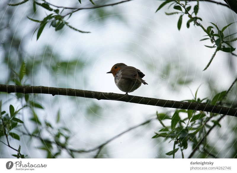 Juveniles Rotkehlchen mit nur einem Bein auf einem Ast sitzend, Erithacus rubecula, Tierportrait Vogel Singvogel junger Vögelchen einbeinig verletztes krankes