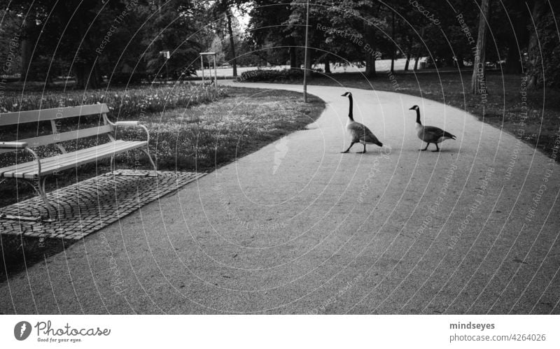 Zwei Gänse spazieren im Park Gans Tiere Parkbank Schwarzweißfoto spazierengehen Garten Außenaufnahme Bank ruhig Menschenleer Natur Schatten Entspannung Kurpark