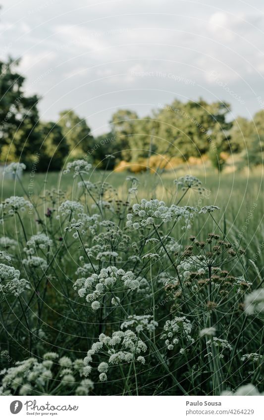 weiße Blumen Frühling Sommer Hintergrund natürliche Farbe Hintergrund neutral Frühlingsblumen Blüte Pflanze Blühend Natur Frühlingstag natürliches Licht