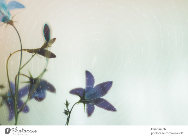 Blaue Glockenblume Detailansicht vor neutralem Hintergrund Blume Wiesenblume Detailaufnahme minimalistisch weißer Hintergrund Blüte Farbfoto Nahaufnahme Pflanze