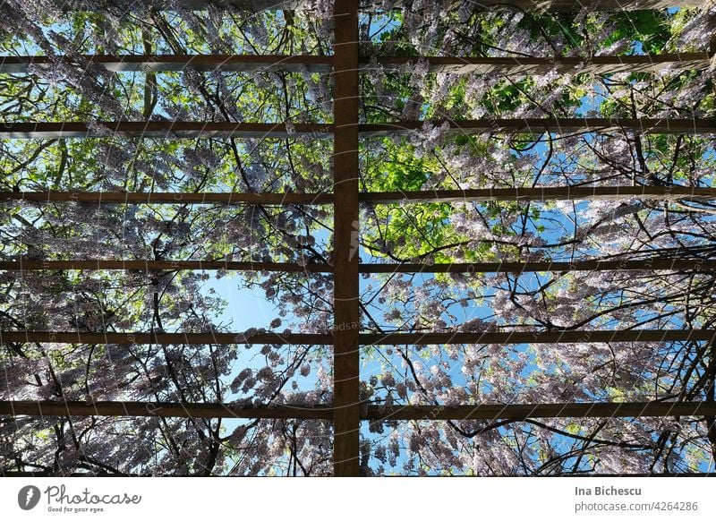 Ein Gitter aus Holzbretter geschmückt mit lila Goldregen Blüten und Blätter. blüten blumen Frühling blühen blühend Frühlingsblumen Natur Tageslicht