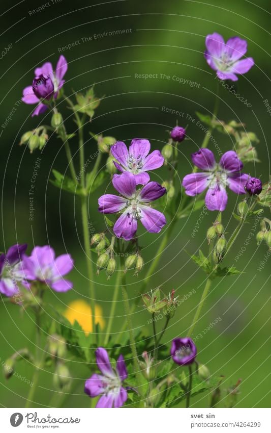 Geranium sylvaticum, Wald-Storchenschnabel, Wald-Storchschnabel. Leuchtend lila und gelbe Blumen auf einer grünen Wiese im Sonnenlicht. Lila und gelbe Wildblumen Hintergrund. Vertikal.