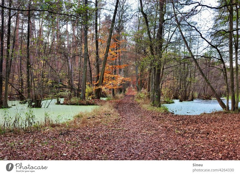 Waldweg durch den Fließ Waldsee Baum Bäume Blätter Natur Laub Herbst Herbstlaub Herbstfarben Herbstfärbung herbstlich Herbstwald Herbstbeginn Herbstwetter