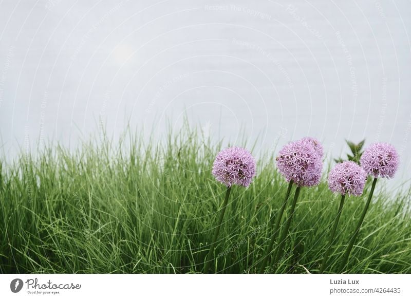 Zierlauch in Reih und Glied, mit Rasen Kugellauch Allium lila grün Reihe violett Blume Blüte Pflanze Farbfoto Natur Garten Blühend Frühling schräg schön