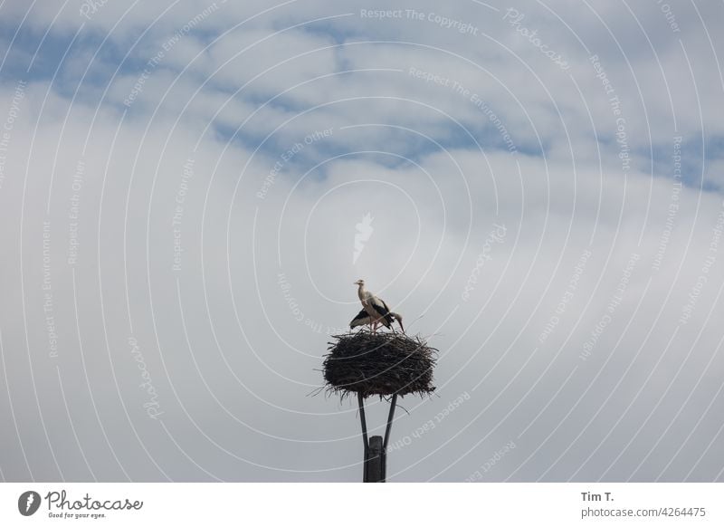 ein Storchennest irgendwo in Brandenburg Dorf stork Vogel Himmel Tier Außenaufnahme Wildtier Farbfoto Natur Tag Menschenleer Umwelt Paar Schönes Wetter