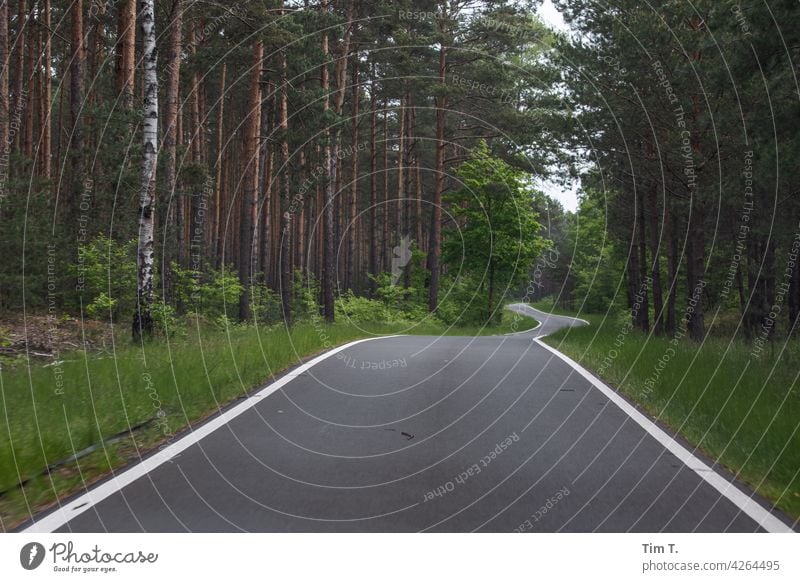 ein Forst und Radweg im Spreewald Forstweg Außenaufnahme Natur Baum Wald Landschaft Umwelt Menschenleer Tag Wege & Pfade Brandenburg Erholung Idylle ruhig