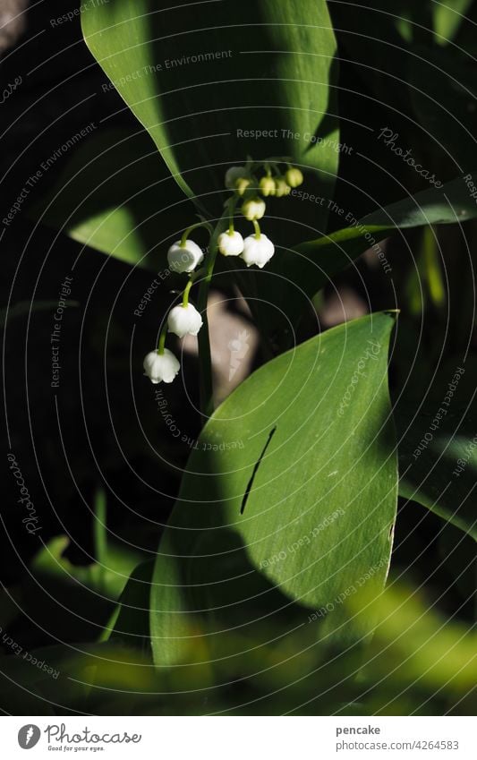 ade, maiglöckchen! Mai Maiglöckchen Wildblume Frühling Wald weiss Duft Maiglöckchenduft Saison pflanze Nahaufnahme Detailaufnahme blühen Natur grün