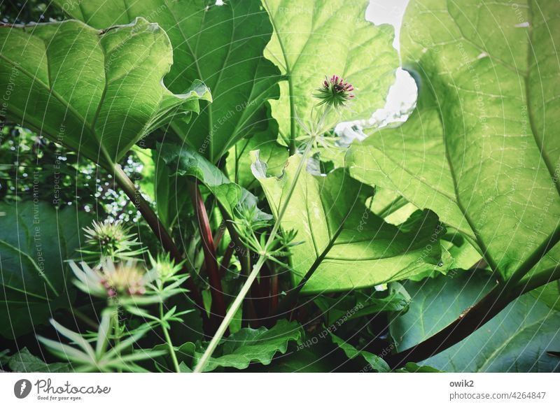 Waldmeisterversteck Pflanze Frühling Heilpflanze natürlich Blätter Blume Bepflanzung im Freien Pflanzen Garten Natur grün Flora frisch Botanik Umwelt Blühend