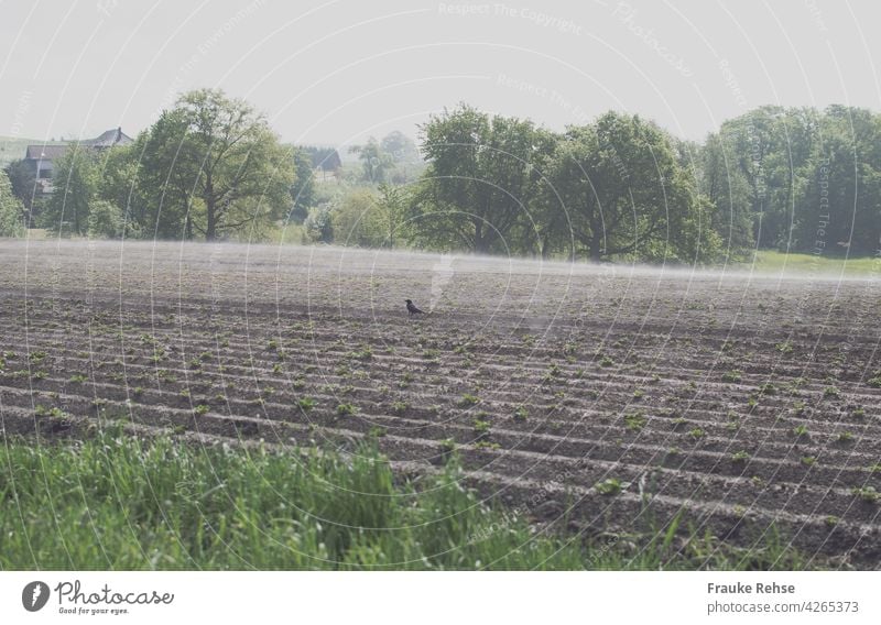 Kartoffelacker mit ersten kleinen Pflänzchen, der am frühen Morgen Besuch von einem Raben hat Acker Feld Ackerbau Landwirtschaft Krähe Natur grün Nebel