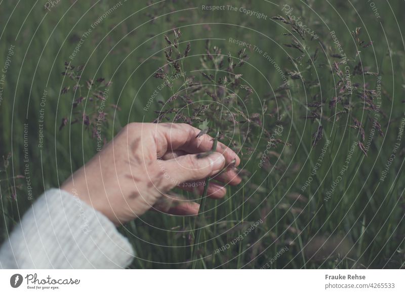 Hand einer Frau hält eine Wiesenrispe. Auf der Hand spielen die Schatten der Gräser ringsum. Ruhe Natur Gras Grashalm weiß Ärmel Bündchen berühren Sonnenlicht