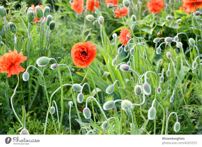 Türkische Mohnblumen in einem Blumengarten mohn mohnblumen rot blühen blüte knospe papaver orientale orientalisch sommer blütesorte gefüllt gartenarbeit