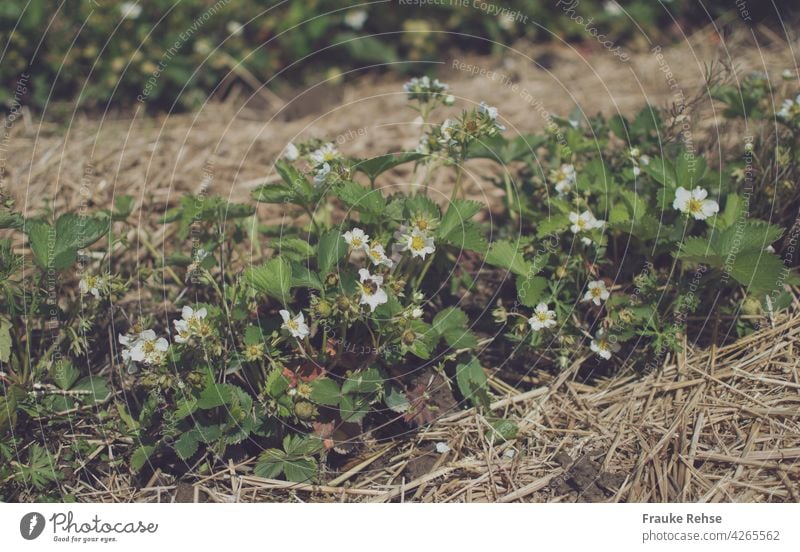 Erdbeerpflanze mit Blüten und reifenden Erdbeeren auf einem Erdbeerfeld grüne Erdbeere unreif Erdbeerblüte Feld Plantage Erdbeerplantage Mai Früchte Stroh