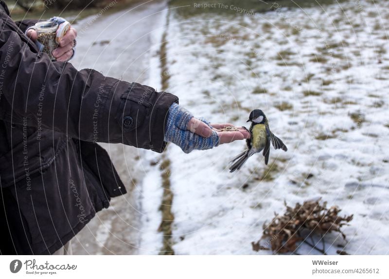 Eine hungrige Meise landet im Winter auf der behandschuhten Hand und holt sich ein paar Körner ab Vogel Kohlmeise füttern Futter geben anbieten helfen Hunger