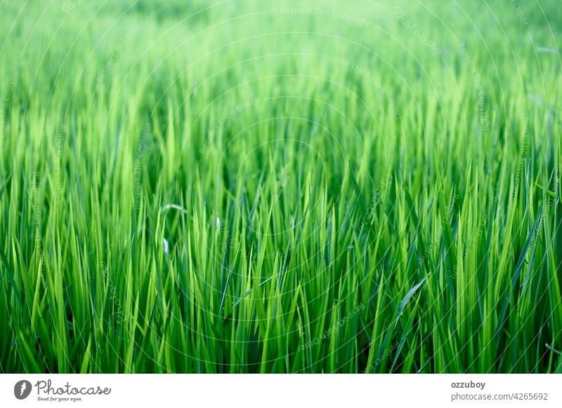 Frisches Gras mit Tautropfen Morgen grün Natur Hintergrund Tropfen Wasser Nahaufnahme Frühling Wachstum Wiese Licht Sonne Feld Umwelt frisch natürlich Sommer