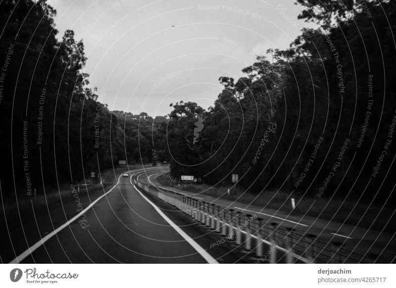 Auf großer  Fahrt nach Sydney. Wie ein Geisterfahrer auf der Street immer links. Straße Bäume Wald Natur Baum Landschaft Umwelt Menschenleer Außenaufnahme