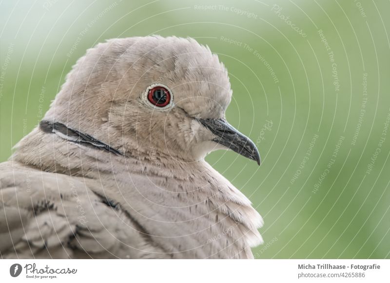 Türkentaube Porträt Streptopelia decaocto Taube Tiergesicht Kopf Auge Schnabel Feder gefiedert Flügel Vogel Natur Sonne Nahaufnahme Makroaufnahme Detailaufnahme