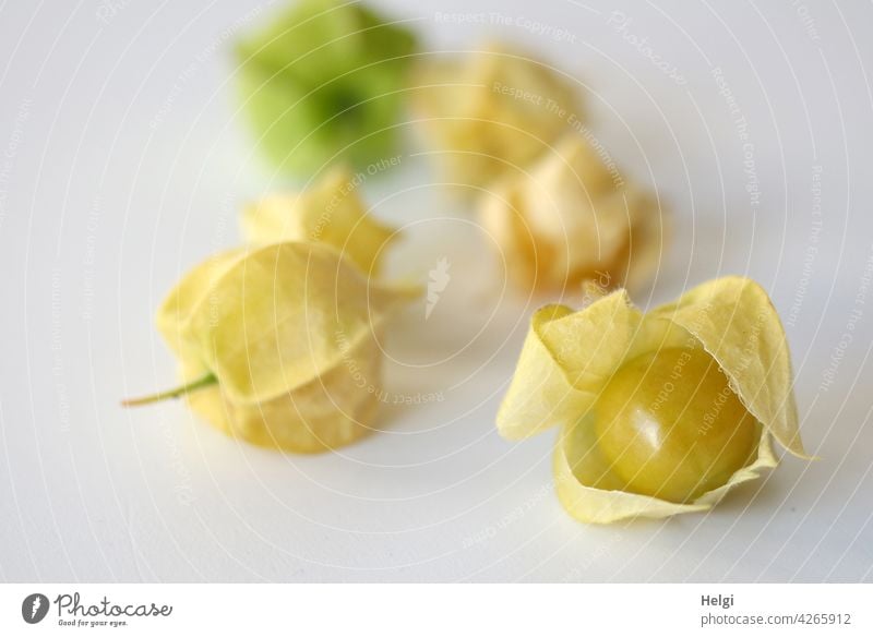 Physalis peruviana oder auch Andenbeere Frucht essbar lecker gesund vitaminreich reif Garten Lebensmittel Nahaufnahme Gesundheit Farbfoto frisch Ernährung