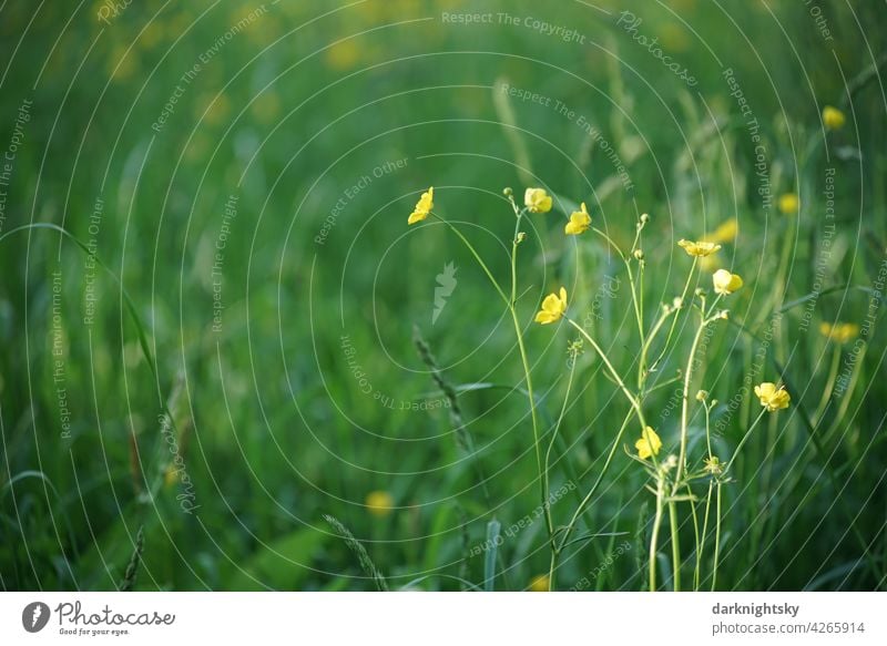 Blumenwiese mit grünen, frischen Gräsern und gelb blühendem Hahnenfuß (Ranunculus) Frühling romantisch geblümt flache Verlegung Blumenhändler Textfreiraum Wiese