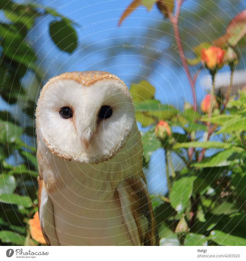 Schleiereule ... Eule Vogel herzförmiges Gesicht nachtaktiv Falknerei Nahaufnahme Greifvogel Tier Natur Menschenleer Außenaufnahme Farbfoto Jäger Raubtier