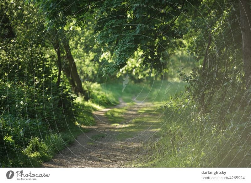 Weg durch einen Wald bei Sonnenschein und im Frühling Baum Gras weg wandern Umwelt Landschaft Natur grün Außenaufnahme Sommer natürlich Fußweg Bäume im Freien