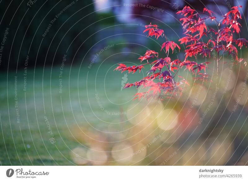 Garten Gestaltung durch Bäume, Hecken und grünen Rasen Blume Pflanze Natur Park Blüte Botanischer Garten Sommer Blatt Baum Ahorn Acer Vorgarten Frühling