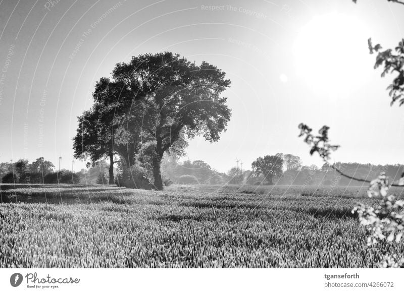 Tief stehende Sonne bescheint einige Bäume Abend Außenaufnahme Getreidefeld Schwarzweißfoto Lichteinfall Lichtschein Baum Eichen Emsland LAndschaft Gegenlicht