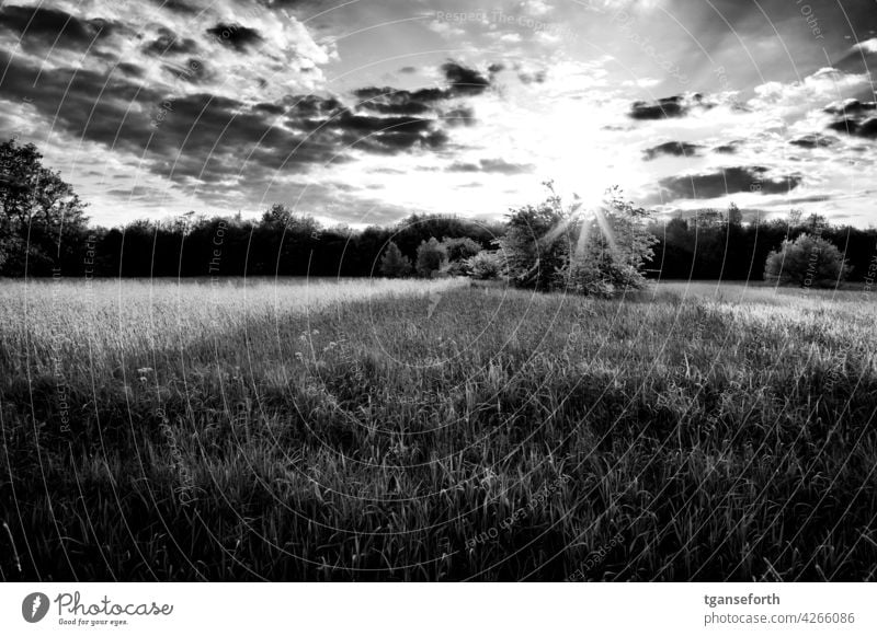 Die Sonne geht über einem Busch auf einer Wiese unter Licht Schattenseite Außenaufnahme gegenlicht Sonnenlicht Sonnenstrahlen Gegenlicht Menschenleer Kontrast